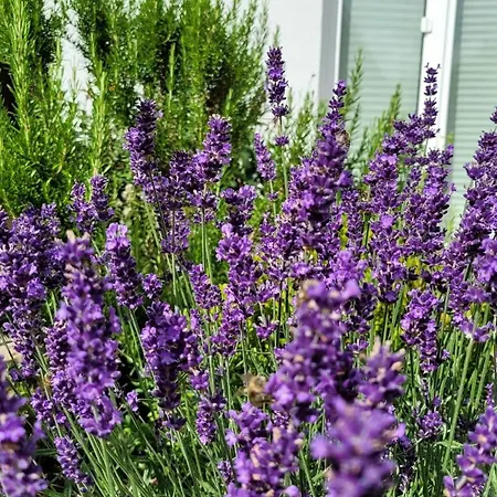 Apartment Gartenblick Mit Terrasse *